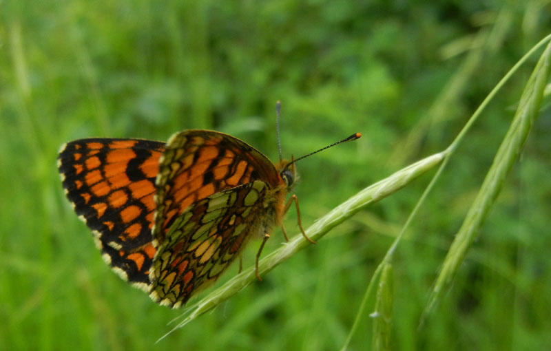 Melitaea athalia - Nymphalidae..........dal Trentino